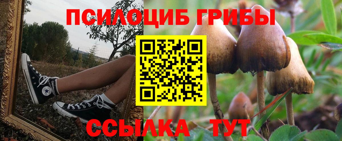 Псилоцибиновые грибы Cubensis Сургут